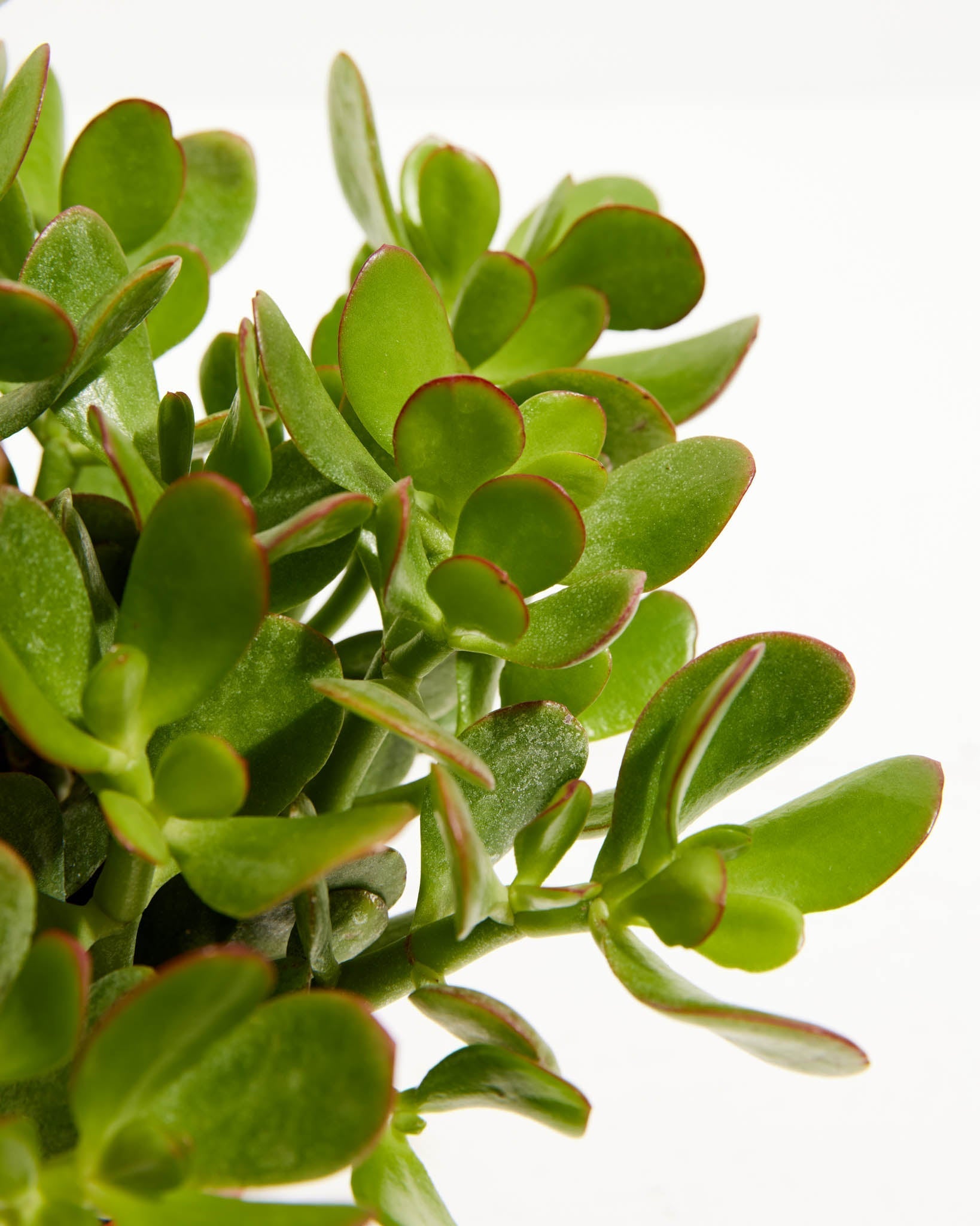 Jade Plant - Indoor Plants - PL_JPL_4IN1 - Varnish + Vine - 4