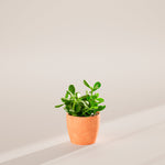 Jade Plant - Indoor Plants - PB_JPL_ECO_CH_6IN1 - Varnish + Vine - 41