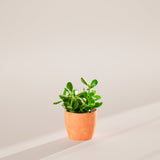 Jade Plant - Indoor Plants - PB_JPL_ECO_CH_6IN1 - Varnish + Vine - 41