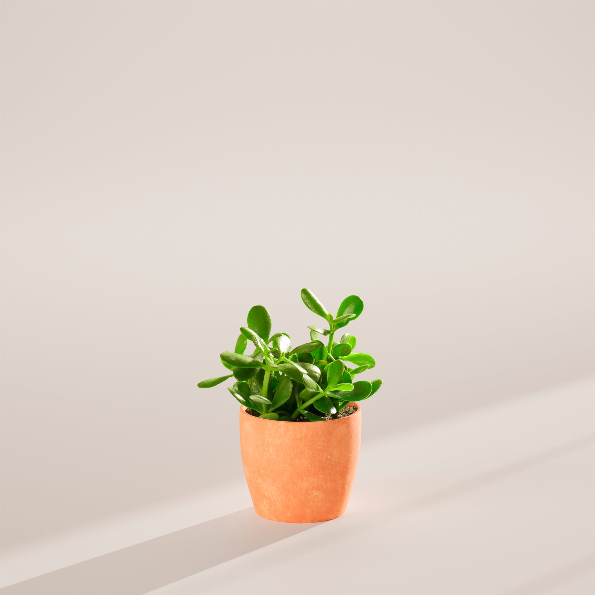 Jade Plant - Indoor Plants - PB_JPL_ECO_CH_6IN1 - Varnish + Vine - 41