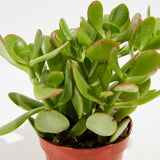 Jade Plant - Indoor Plants - PL_JPL_4IN1 - Varnish + Vine - 5