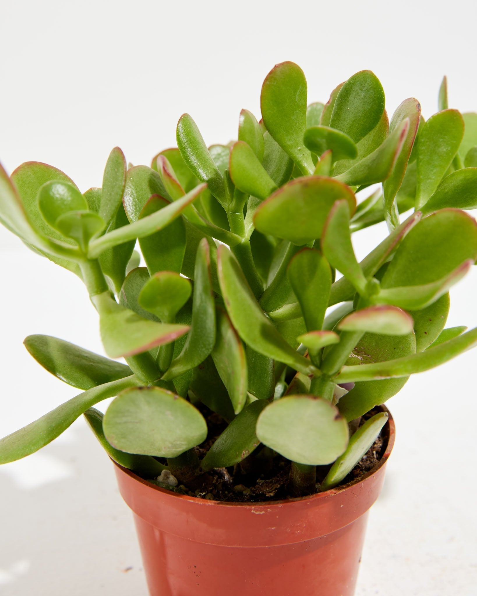 Jade Plant - Indoor Plants - PL_JPL_4IN1 - Varnish + Vine - 5