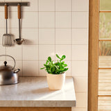 Jade Plant - Indoor Plants - PB_JPL_ECO_EG_6IN1 - Varnish + Vine - 48