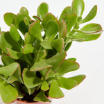 Jade Plant - Indoor Plants - PL_JPL_4IN1 - Varnish + Vine - 6
