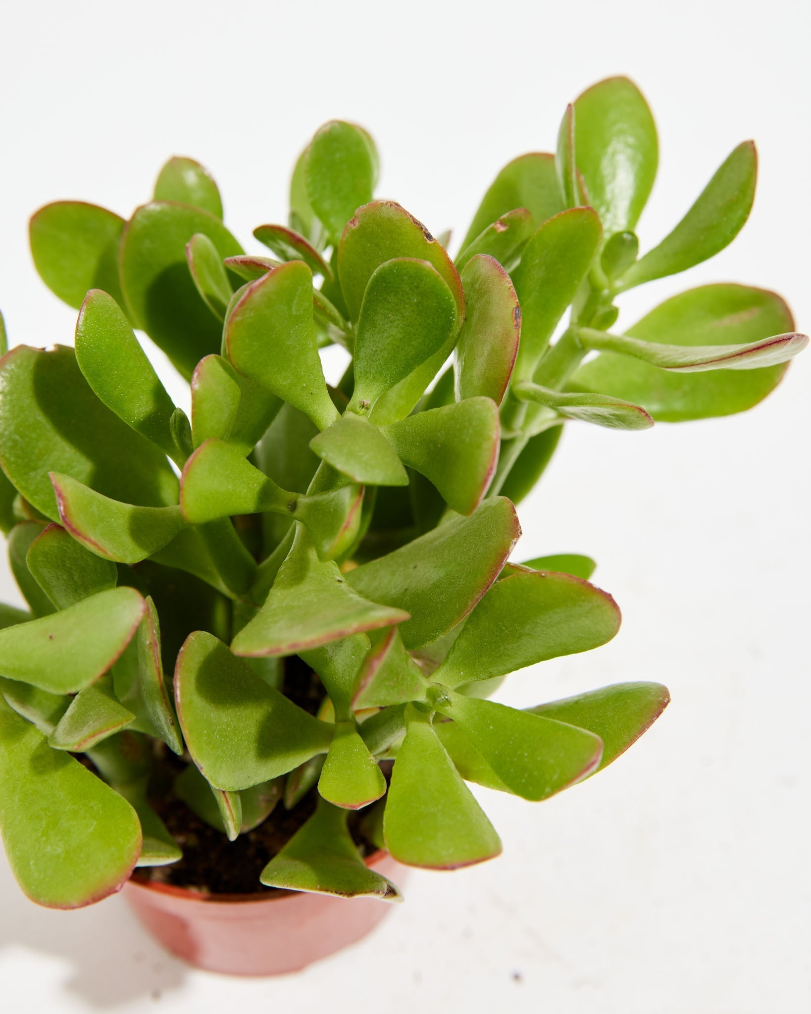 Jade Plant - Indoor Plants - PL_JPL_4IN1 - Varnish + Vine - 6