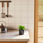 Jade Plant - Indoor Plants - PB_JPL_ECO_MA_4IN1 - Varnish + Vine - 25