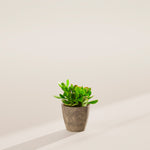 Jade Plant - Indoor Plants - PB_JPL_ECO_EG_4IN1 - Varnish + Vine - 20