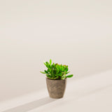 Jade Plant - Indoor Plants - PB_JPL_ECO_EG_4IN1 - Varnish + Vine - 20