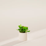 Jade Plant - Indoor Plants - PB_JPL_ECO_MA_4IN1 - Varnish + Vine - 27
