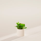 Jade Plant - Indoor Plants - PB_JPL_ECO_MA_4IN1 - Varnish + Vine - 27