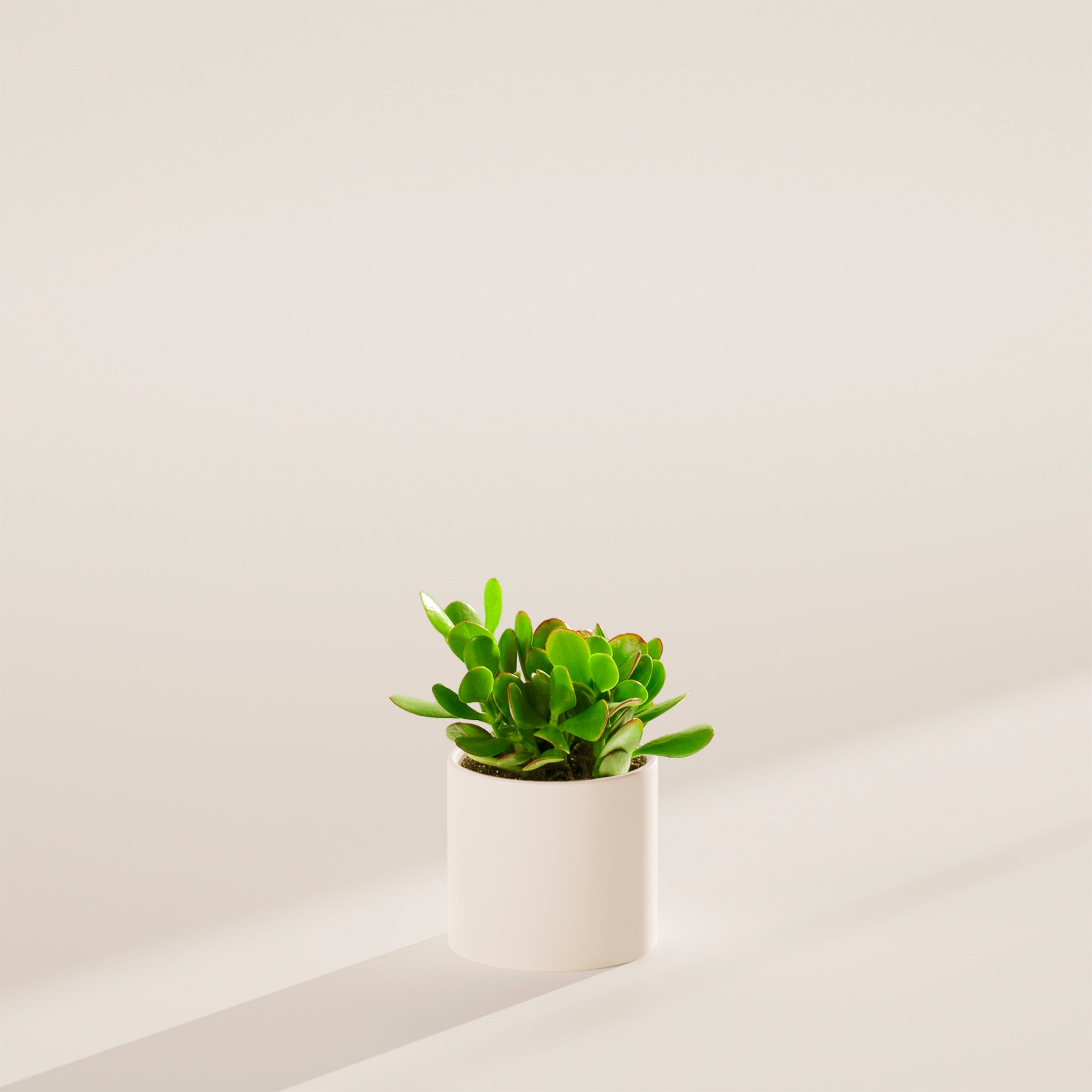 Jade Plant - Indoor Plants - PB_JPL_ECO_MA_4IN1 - Varnish + Vine - 27