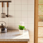 Jade Plant - Indoor Plants - PB_JPL_ECO_CH_4IN1 - Varnish + Vine - 15