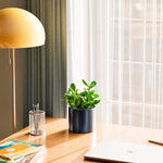 Jade Plant - Indoor Plants - PL_JPL_6IN1 - Varnish + Vine - 52