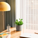 Jade Plant - Indoor Plants - PL_JPL_6IN1 - Varnish + Vine - 54