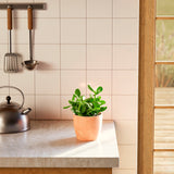 Jade Plant - Indoor Plants - PL_JPL_4IN1 - Varnish + Vine - 39