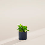 Jade Plant - Indoor Plants - PB_JPL_ECO_MA_4IN1 - Varnish + Vine - 26