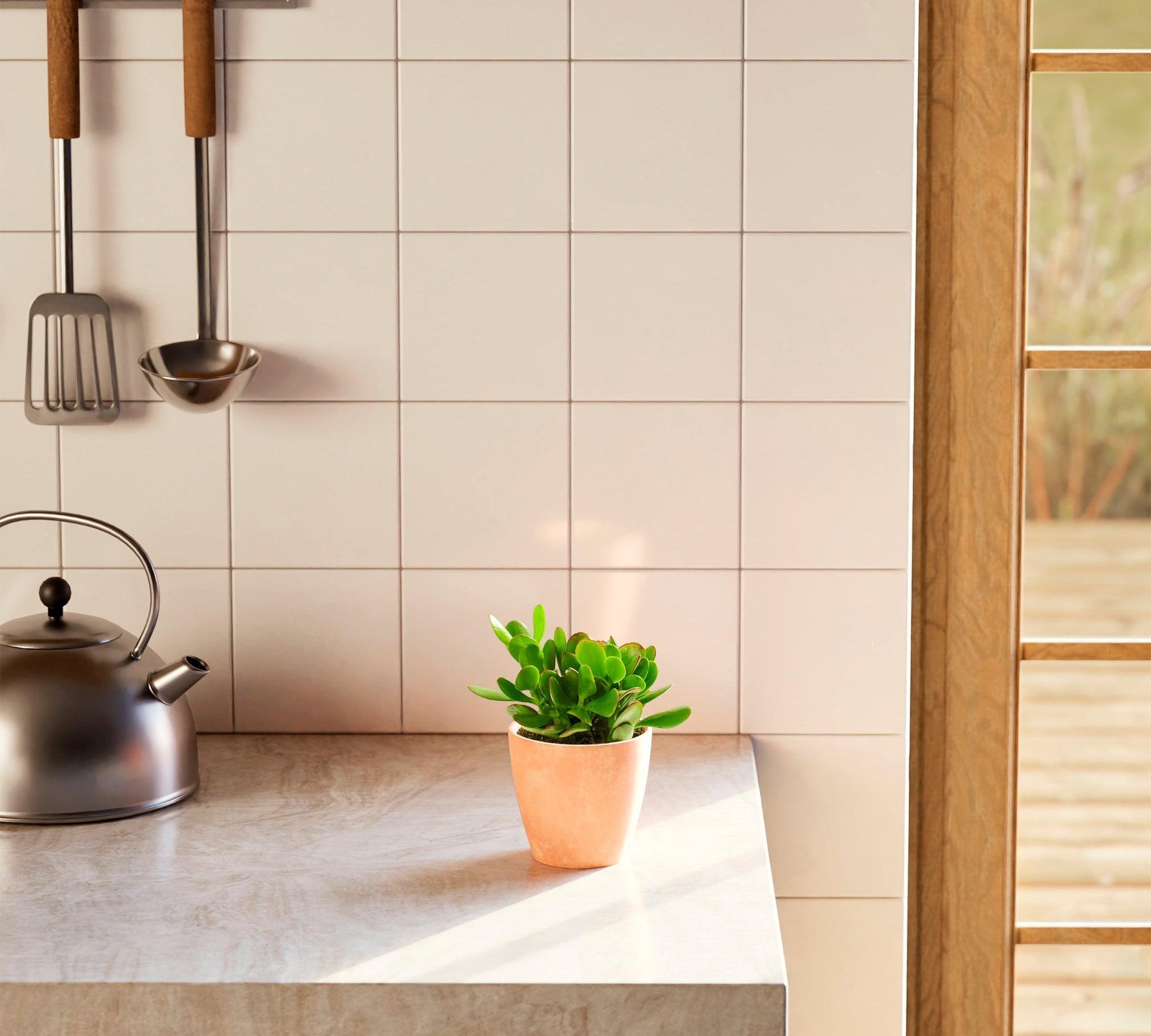 Jade Plant - Indoor Plants - PL_JPL_4IN1 - Varnish + Vine - 1