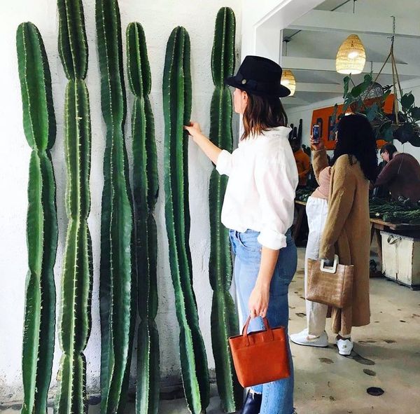 Large Peruvian Apple Cactus Cutting - cactus - Peru-2.5 - Varnish + Vine - 3