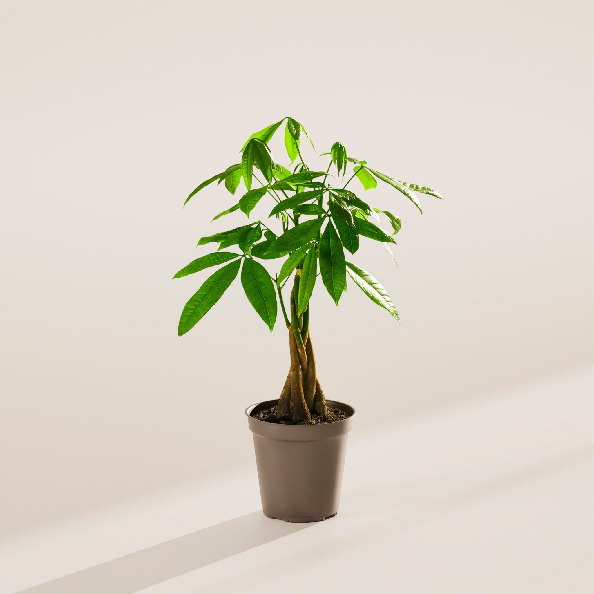 Money Tree Plant - Indoor Plants - PL_MT_4IN1 - Varnish + Vine - 51