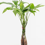 Money Tree Plant - Indoor Plants - PL_MT_4IN1 - Varnish + Vine - 4