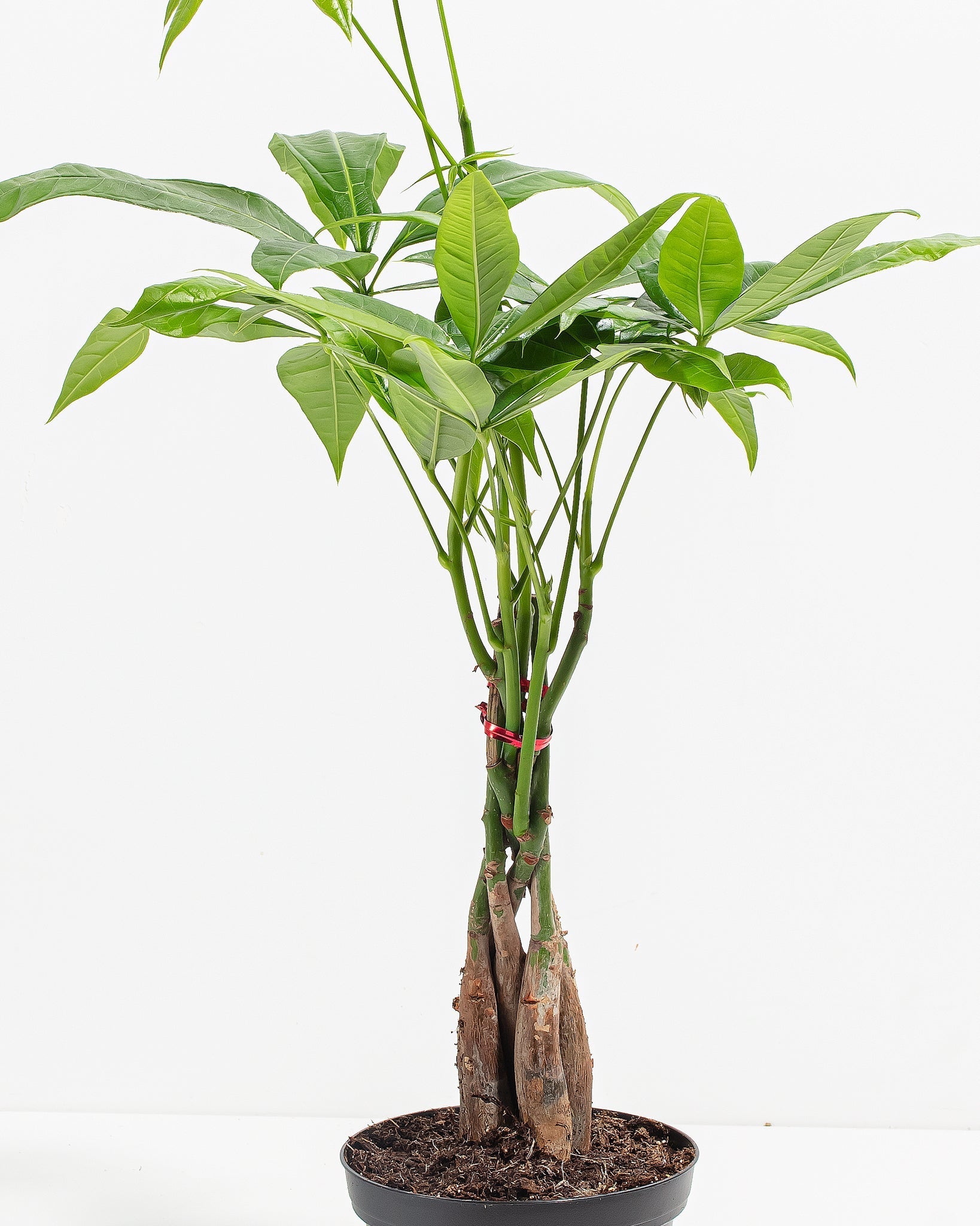 Money Tree Plant - Indoor Plants - PL_MT_4IN1 - Varnish + Vine - 4