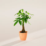 Money Tree Plant - Indoor Plants - PB_MT_ECO_CH_4IN1 - Varnish + Vine - 54