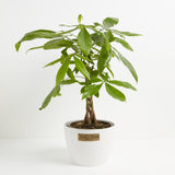Money Tree Plant - Indoor Plants - PL_MT_4IN1 - Varnish + Vine - 24