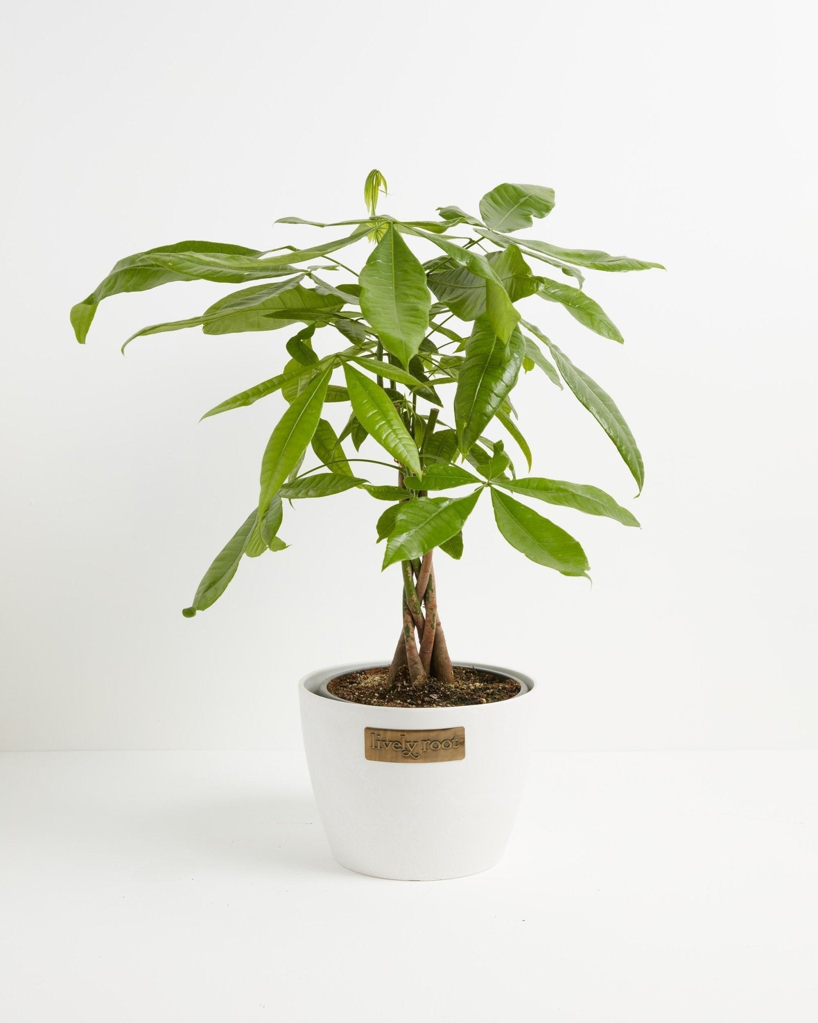 Money Tree Plant - Indoor Plants - PL_MT_4IN1 - Varnish + Vine - 24