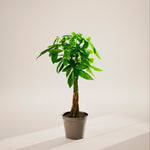 Money Tree Plant - Indoor Plants - PL_MT_10IN1 - Varnish + Vine - 93