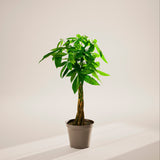 Money Tree Plant - Indoor Plants - PL_MT_10IN1 - Varnish + Vine - 93