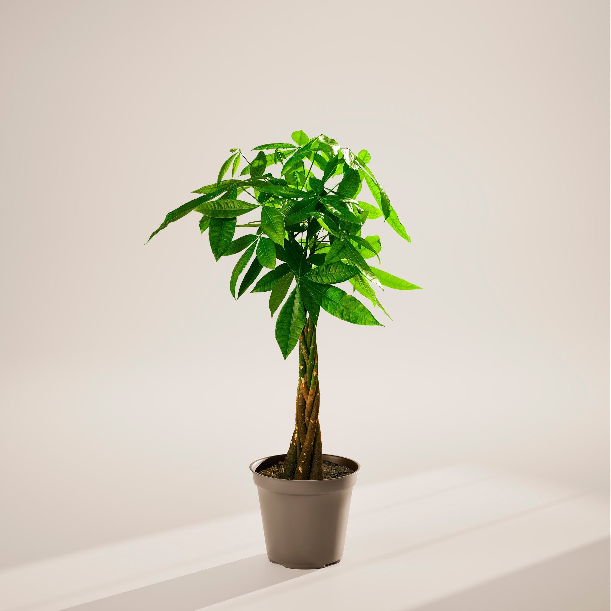 Money Tree Plant - Indoor Plants - PL_MT_10IN1 - Varnish + Vine - 93