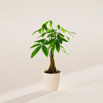 Money Tree Plant - Indoor Plants - PB_MT_ECO_CO_4IN1 - Varnish + Vine - 47