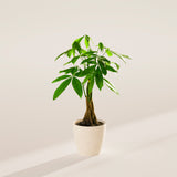 Money Tree Plant - Indoor Plants - PB_MT_ECO_CO_4IN1 - Varnish + Vine - 47