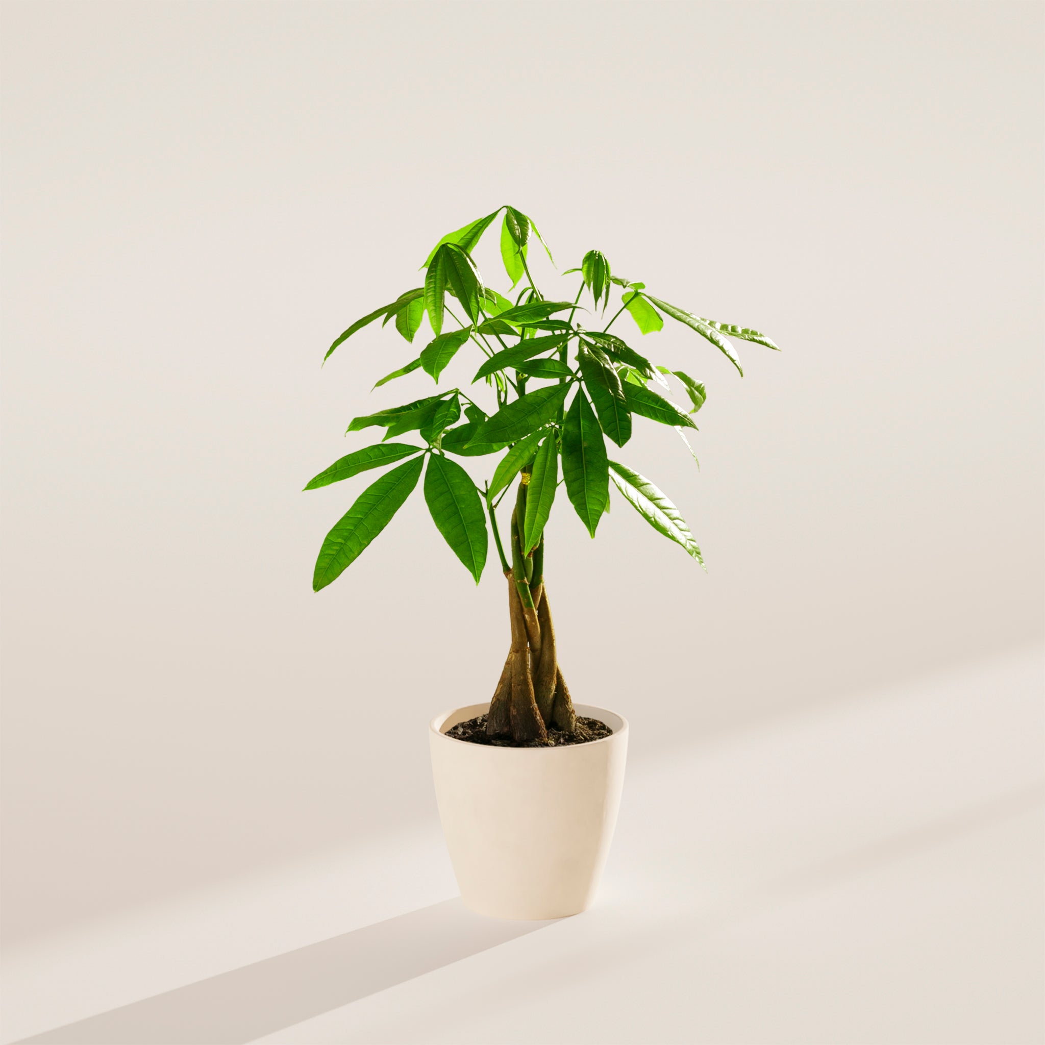 Money Tree Plant - Indoor Plants - PB_MT_ECO_CO_4IN1 - Varnish + Vine - 47