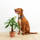Money Tree Plant - Indoor Plants - PL_MT_4IN1 - Varnish + Vine - 12