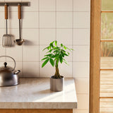 Money Tree Plant - Indoor Plants - PB_MT_CP_GW_4IN1 - Varnish + Vine - 36