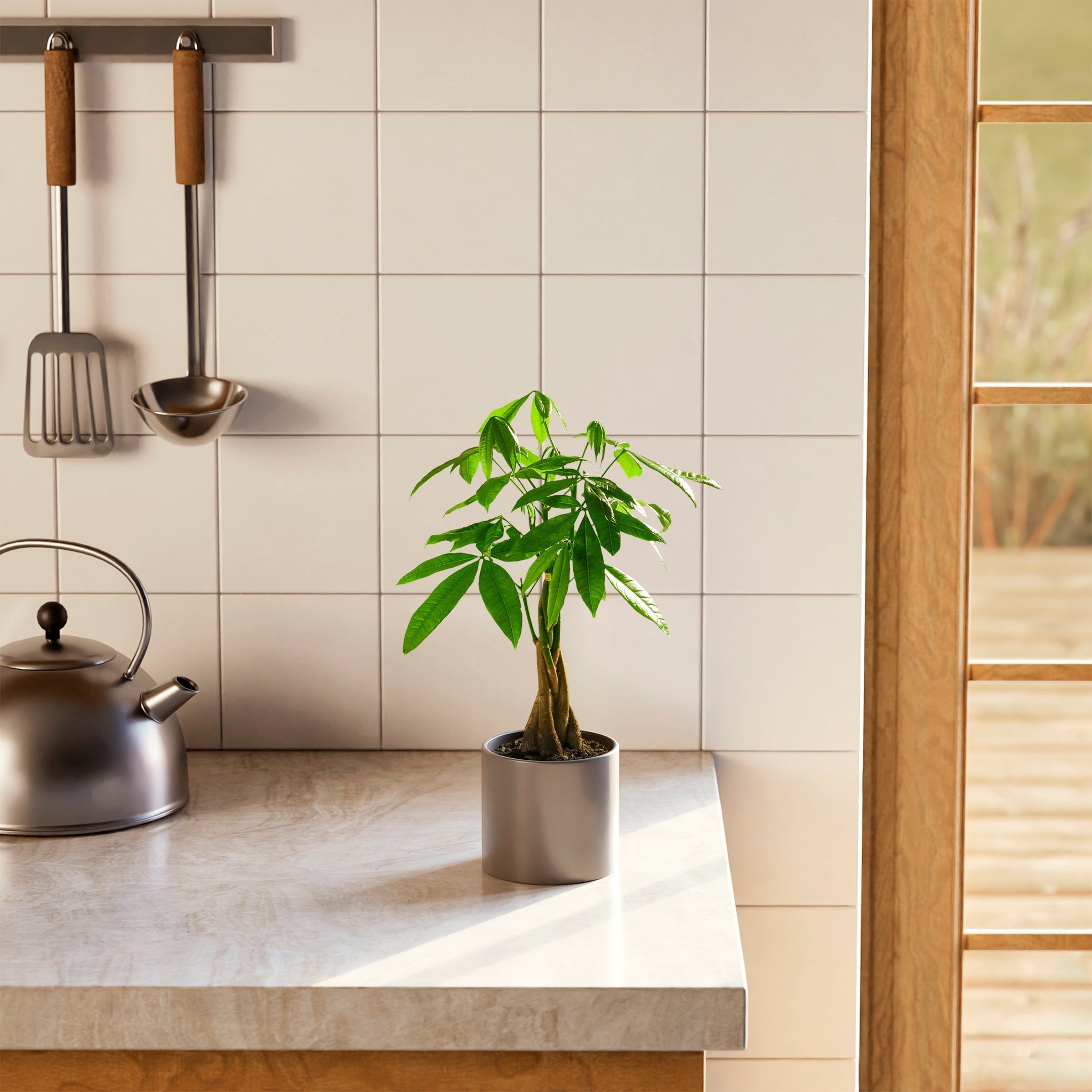 Money Tree Plant - Indoor Plants - PB_MT_CP_GW_4IN1 - Varnish + Vine - 36