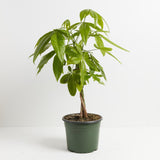 Money Tree Plant - Indoor Plants - PL_MT_4IN1 - Varnish + Vine - 11