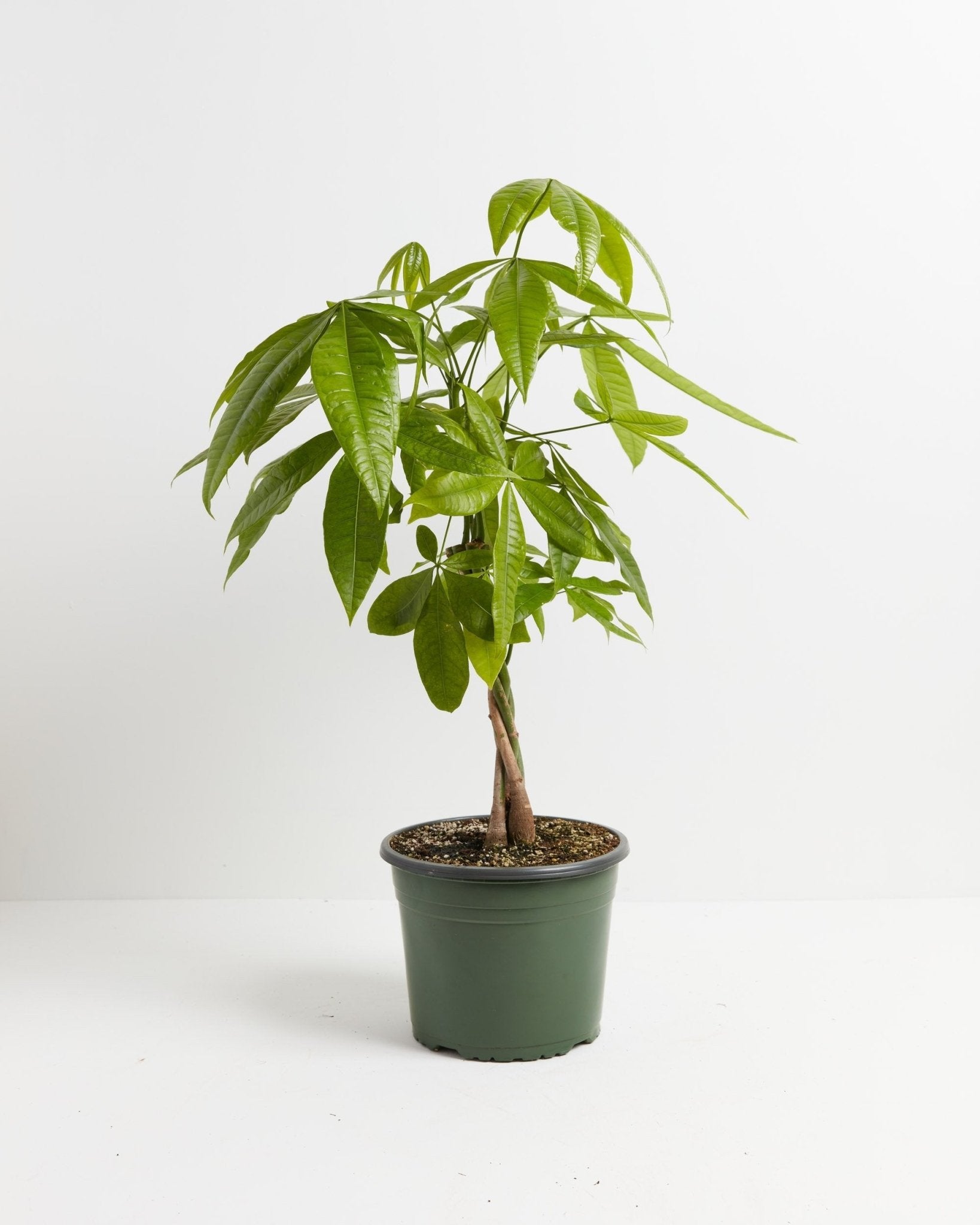 Money Tree Plant - Indoor Plants - PL_MT_4IN1 - Varnish + Vine - 11