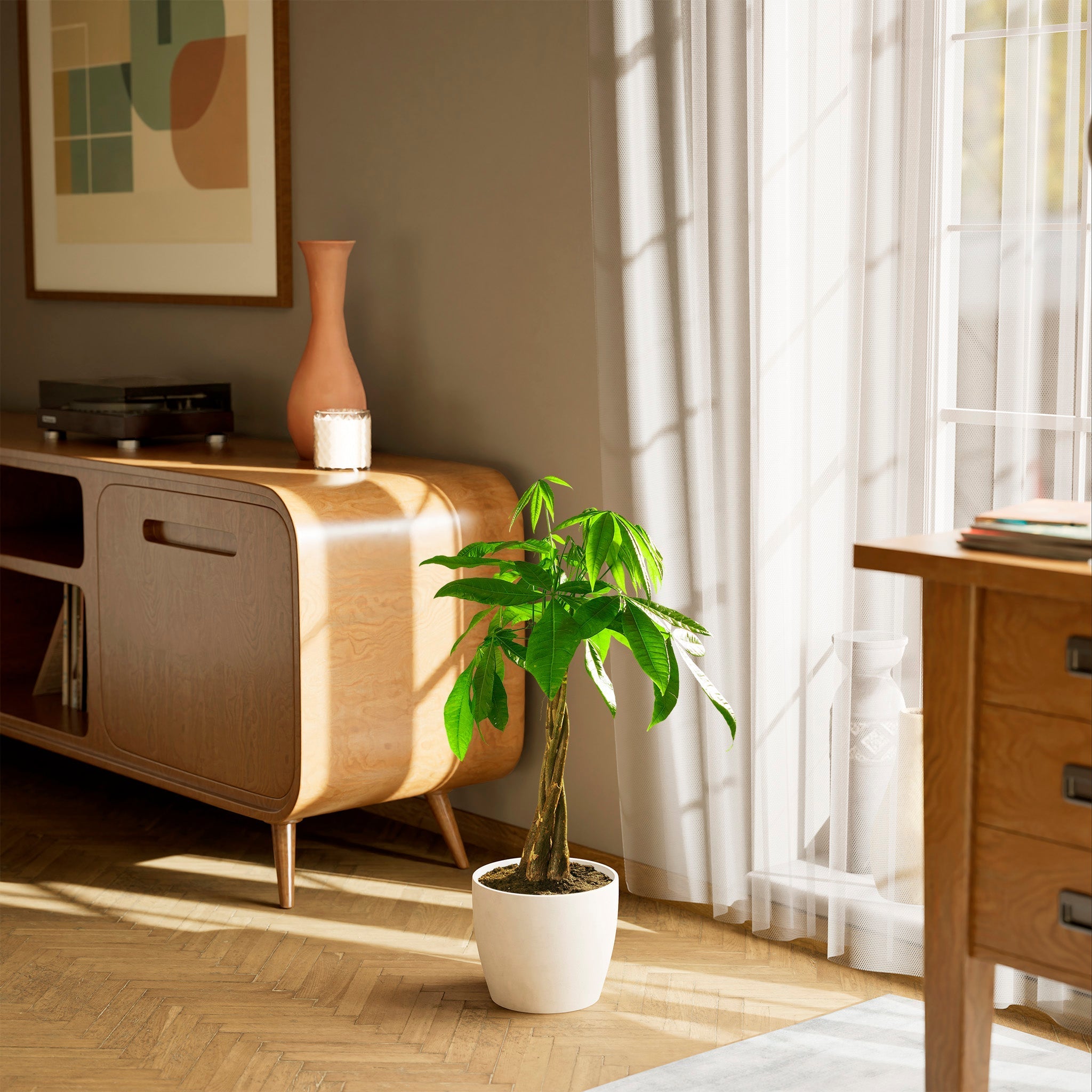 Money Tree Plant - Indoor Plants - PL_MT_8IN1 - Varnish + Vine - 90