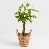 Money Tree Plant - Indoor Plants - PB_MT_BAS_LI_4IN1 - Varnish + Vine - 30