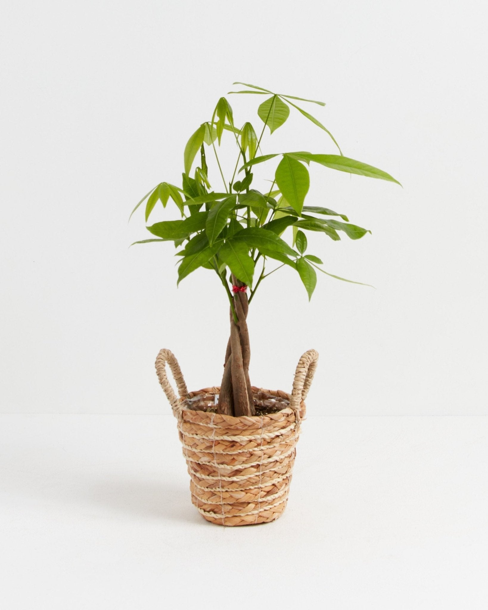 Money Tree Plant - Indoor Plants - PB_MT_BAS_LI_4IN1 - Varnish + Vine - 30