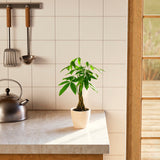Money Tree Plant - Indoor Plants - PB_MT_ECO_EG_4IN1 - Varnish + Vine - 57