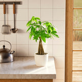 Money Tree Plant - Indoor Plants - PB_MT_ECO_CH_6IN1 - Varnish + Vine - 69