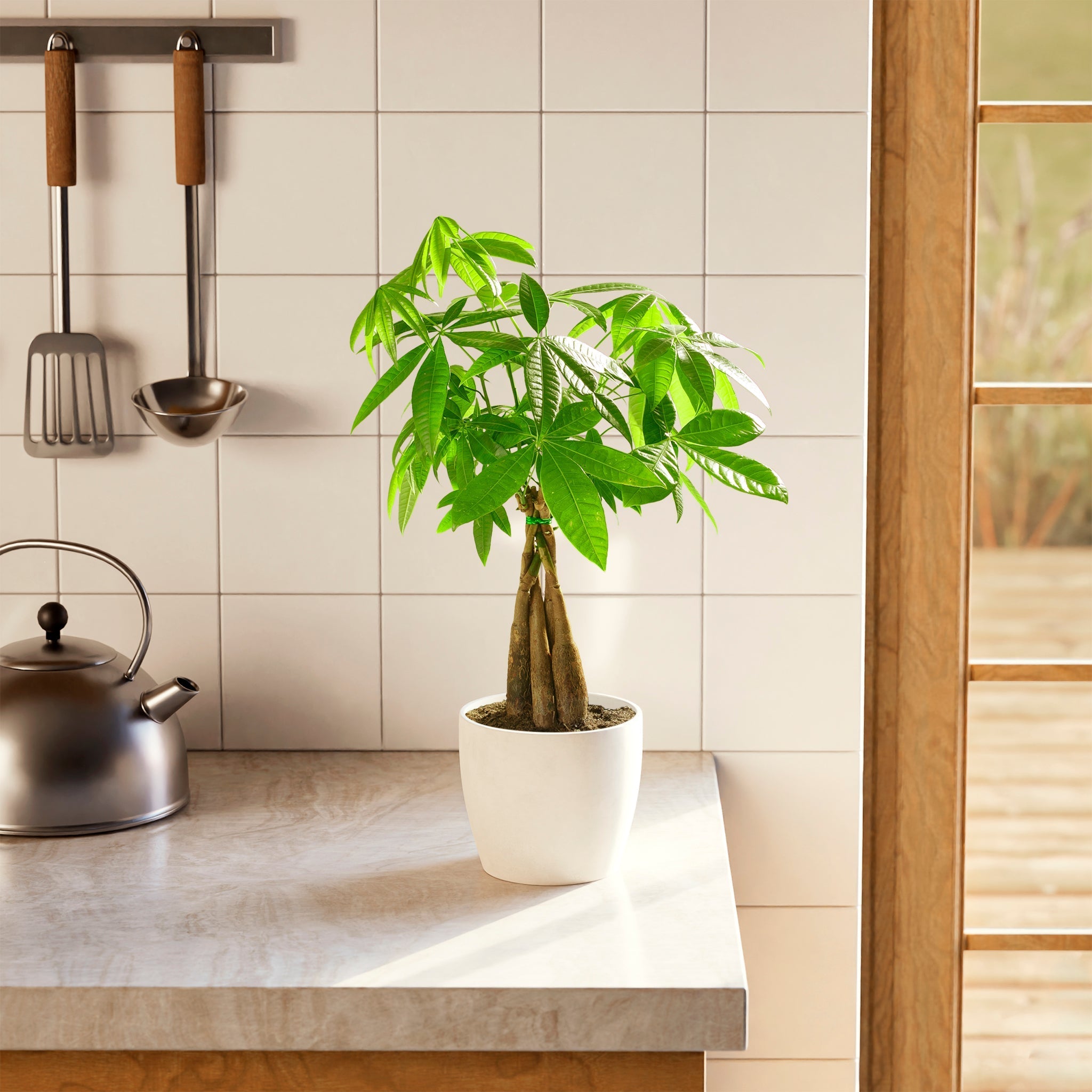 Money Tree Plant - Indoor Plants - PB_MT_ECO_CH_6IN1 - Varnish + Vine - 69