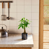 Money Tree Plant - Indoor Plants - PB_MT_CP_GW_4IN1 - Varnish + Vine - 39