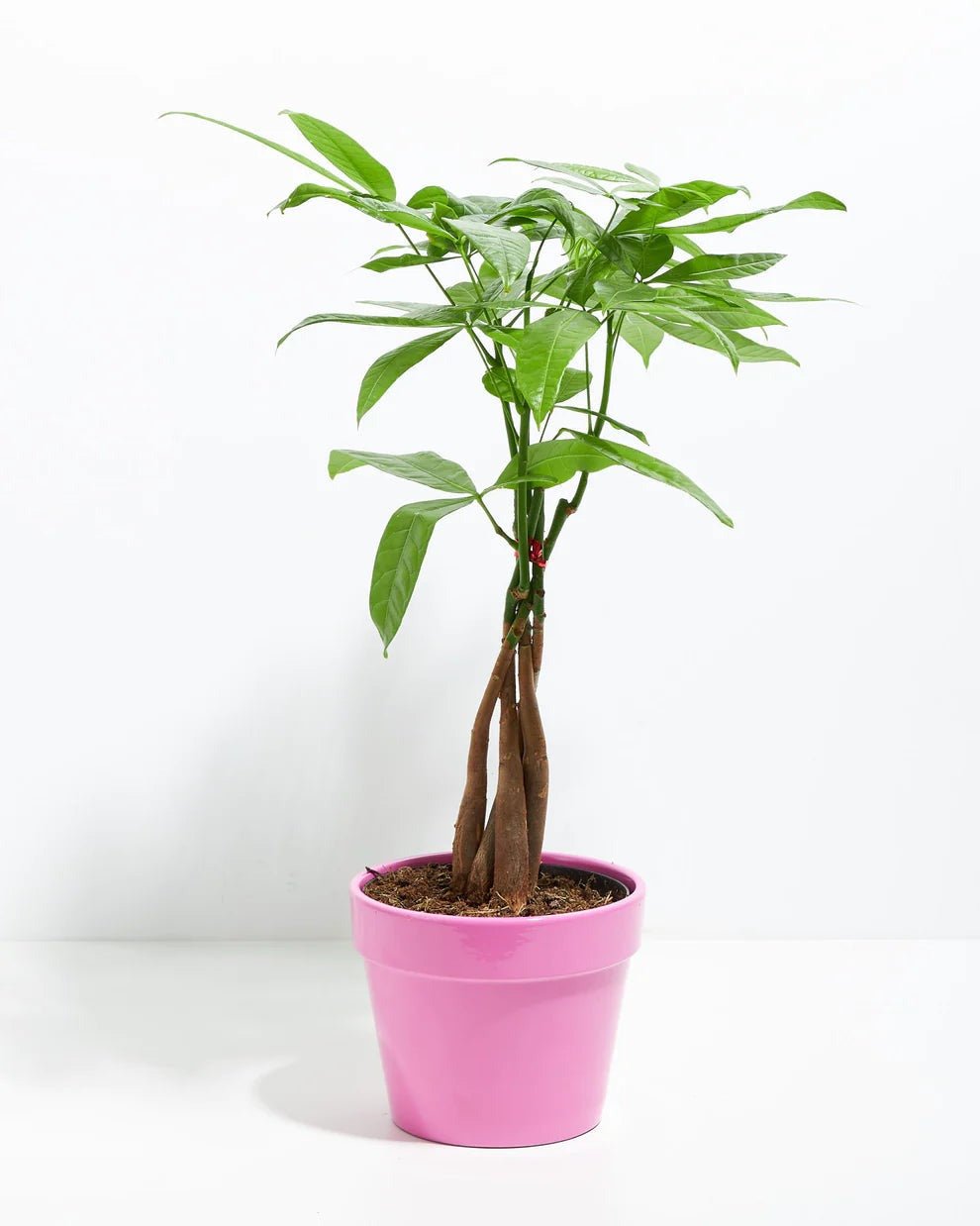 Money Tree Plant - Indoor Plants - PB_MT_CP_FU_6IN1 - Varnish + Vine - 29