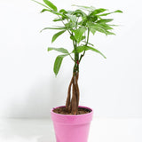 Money Tree Plant - Indoor Plants - PB_MT_CP_FU_6IN1 - Varnish + Vine - 29