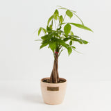 Money Tree Plant - Indoor Plants - PL_MT_4IN1 - Varnish + Vine - 19