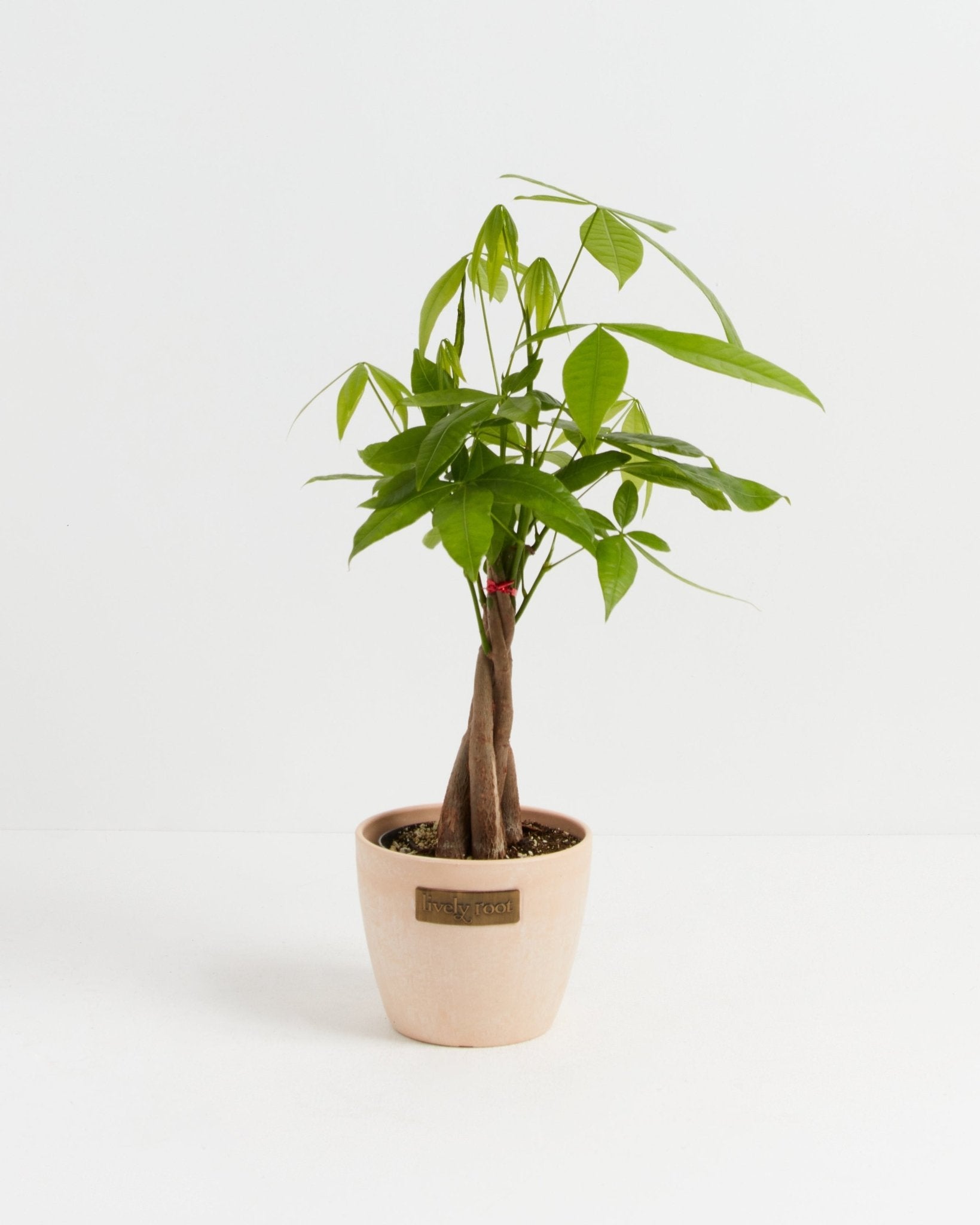 Money Tree Plant - Indoor Plants - PL_MT_4IN1 - Varnish + Vine - 19